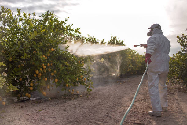 Best Mosquito Control Services  in Mp Pendleton South, CA
