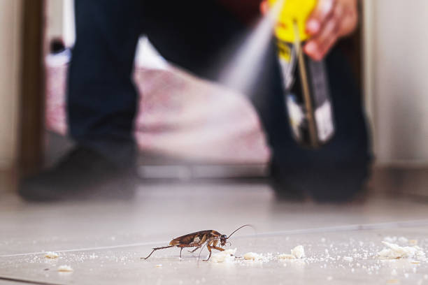 Best Local Pest Control Services  in Mp Pendleton South, CA